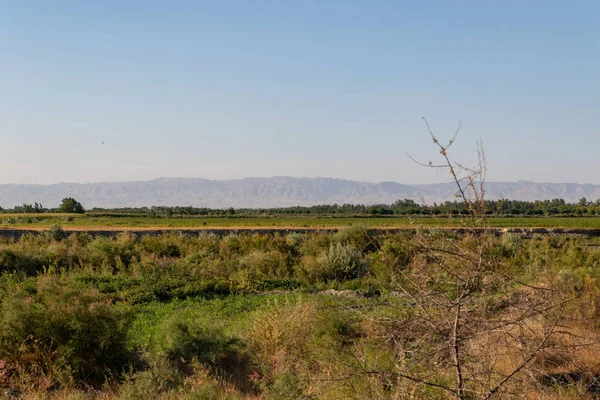 Özbekistan bozkır güneşli bir çalı ile bulutlar olmadan.