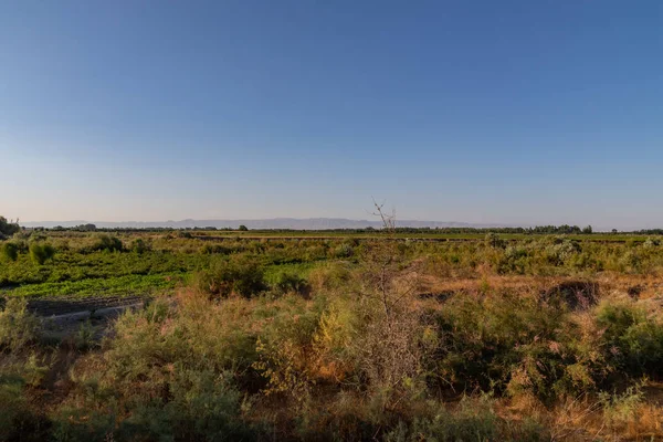 Özbekistan bozkır güneşli bir çalı ile bulutlar olmadan.