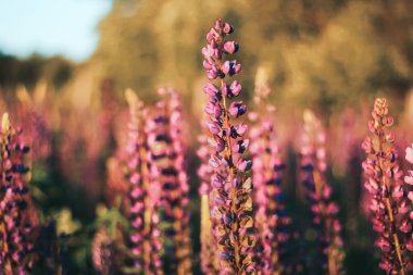 Gün batımında lupin tarlası. Bahar. Yaz manzarası.