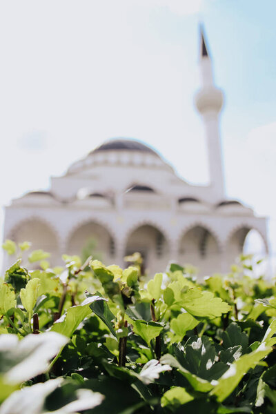 Turkish mosque in the background. In the foreground green leaves