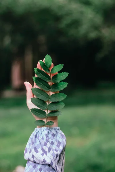 Dziewczyna Trzyma Rękach Jeden Zielony Liść Drzewa Tle Lasu — Zdjęcie stockowe