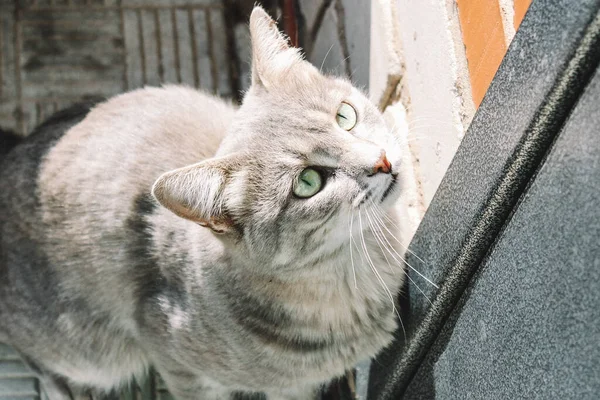 Μια Γκρίζα Γάτα Πράσινα Μάτια Στέκεται Κοντά Στην Κλειστή Πόρτα — Φωτογραφία Αρχείου