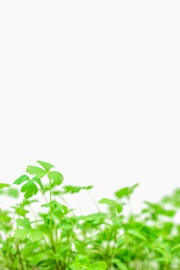 Beyaz arka planda maydanoz filizleri. Uzayı kopyala Beyaz arka planda yeşil maydanoz. Kayda değer bir yer. Yeşillik. Sağlıklı beslenme. Diyet olsun. Salata için yeşillik. Beslenme