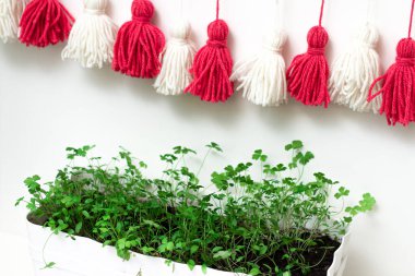 Beyaz tencerede maydanoz, beyaz tabak ve iplik püskülleri (beyaz ve kırmızı). Beyaz arka planda yeşil maydanoz. Kayda değer bir yer. Yeşillik. Sağlıklı beslenme. Diyet olsun. Salata için yeşillik. Beslenme