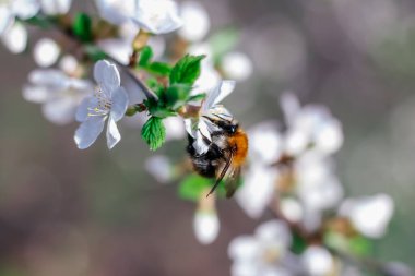 Yaban arısı çiçek açan bir ağacın dalında oturur. Beyaz kiraz çiçekleri. Bir ağacın yeşil yaprakları. Yaban arısı yakında. Bumblebee nektar topluyor. Yabanarısı. Beyaz bahar çiçekleri. Ağaçtaki çiçekler. Bahar güneşli gün