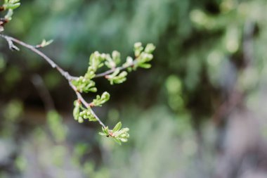 Ağaç dalında küçük yapraklar. Bahar içeriği. Broşürler çiçek açar. Çiçekler. Yeşil arkaplan.