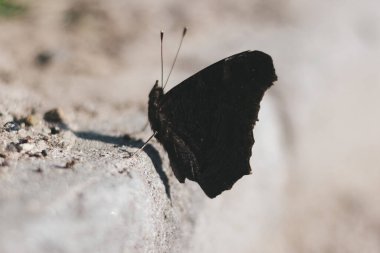 Kanatları açık bir kelebek yerde oturur. Yakın görüş. Güneşli bir gün.