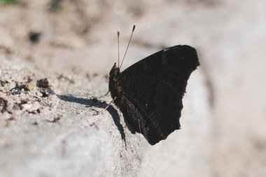 Kanatları açık bir kelebek yerde oturur. Yakın görüş. Güneşli bir gün.