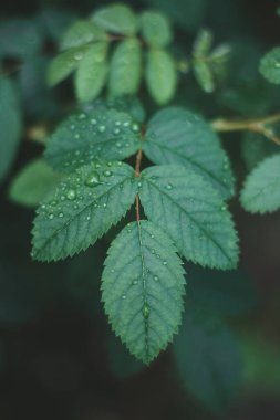 Yağmurdan sonraki bir ağacın yaprakları. Yaprakların üzerine damlatıyor, yakın plan. Yaz yağmuru. Çarşaflarda büyümek.