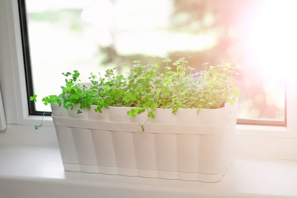 Parsley in a pot on the windowsill. The sun shines. Flare. Home garden. Growing greens at home on the windowsill. Greenery. Healthy diet. Diet. Greens for salad. Nutrition