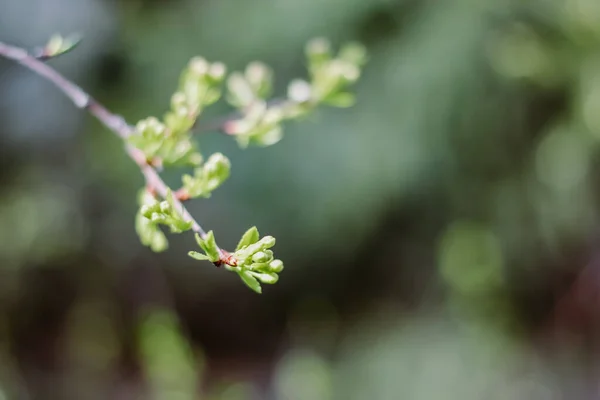 Kis Levelek Egy Faágon Tavaszi Tartalom Virágoznak Füzetek Virágok Zöld — Stock Fotó
