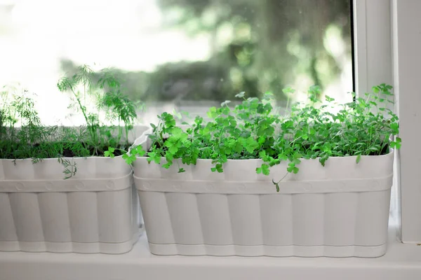 Parsley Pot Windowsill Home Garden Growing Greens Home Windowsill Greenery — Stock Photo, Image