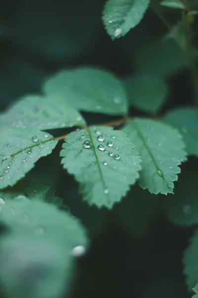 Liście Drzewa Deszczu Krople Liściach Zbliżenie Letni Deszcz Wzrost Arkuszach — Zdjęcie stockowe
