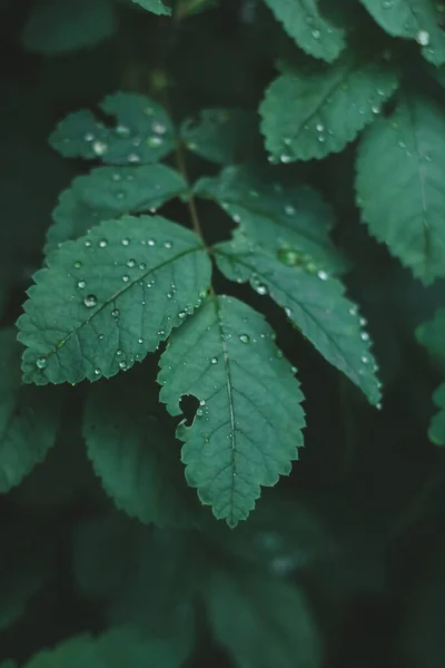 Φύλλα Δέντρου Μετά Βροχή Σταγόνες Στα Φύλλα Κοντινό Πλάνο Θερινή — Φωτογραφία Αρχείου