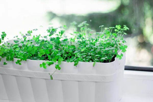 Parsley in a pot on the windowsill. Home garden. Growing greens at home on the windowsill. Greenery. Healthy diet. Diet. Greens for salad. Nutrition.
