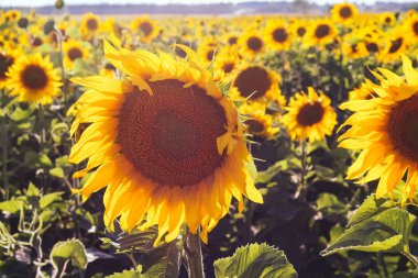 Ayçiçeği, bir ayçiçeği tarlasının arka planına yakın durur..