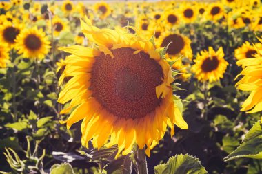 Ayçiçeği, bir ayçiçeği tarlasının arka planına yakın durur..