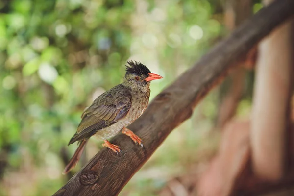 Exotic little bird with a red beak on a tree branch in the wild