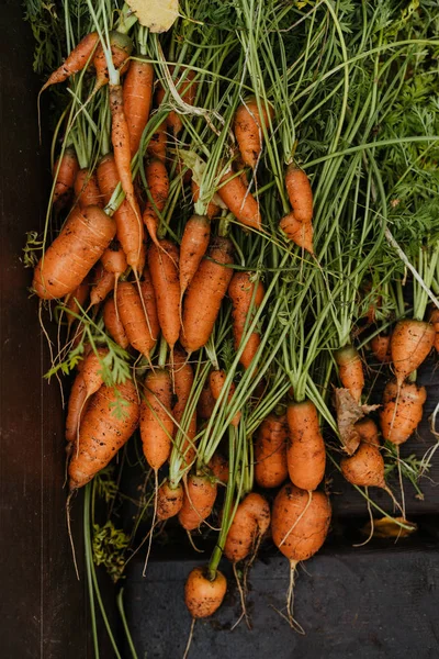Raw harvested carrots from the garden on a wooden background
