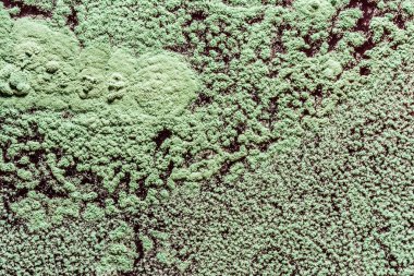 Gıda, yeşil küf gelişimi yaymak Mantarlar, yakın çekim bilim arka plan