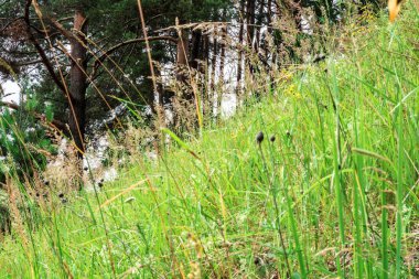 bir büyük çim bir çam ormanının içinde arka planda, yakın çekim doğa arka plan seçici odak ile bir dağ yamacında