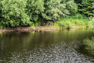 küçük bir Nehri büyümüş çalılar ve ağaçlar, yaz bulutlu rüzgarlı gün, doğa manzara arka plan