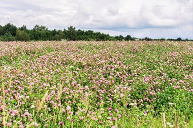 bir parça orman ve bulutlar, yaz mat rüzgarlı gün, doğa manzara arka plan ufukta çiçek açan bir yonca alanıyla