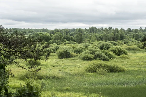 çalılar ve ağaçlar, yağmur gökten, bulutlu gün yaz, doğa manzara arka plan ile yeşil vadi