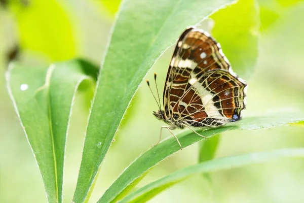 Butterfly Poplar Admiral Sits Wide Leaf Green Plant Beautiful Insect — Stock Photo, Image