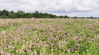 bir parça orman ve bulutlar, yaz mat rüzgarlı gün, doğa manzara arka plan ufukta çiçek açan bir yonca alanıyla