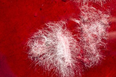 Gıda kalıp kırmızı içecek, gıda, Mikrobiyoloji makro arka plan, seçici odak mantar geliştirme