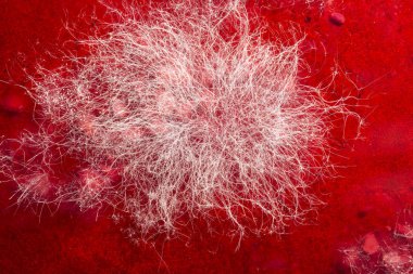 Gıda kalıp kırmızı içecek, gıda, Mikrobiyoloji makro arka plan, seçici odak mantar geliştirme