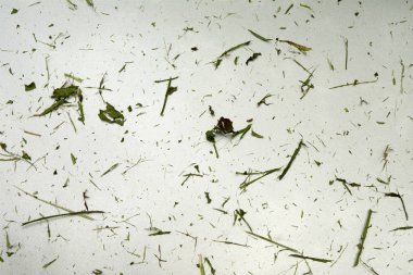 gümüş rengi bir yüzeye yakın çekim arka plan çimen