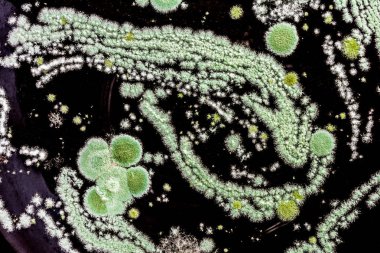 siyah bir arka plan kalıp bir mantar tarafından oluşturulan soyut illüstrasyon yeşil küf yakın çekim biyoloji arka plan