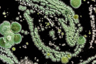 siyah bir arka plan kalıp bir mantar tarafından oluşturulan soyut illüstrasyon yeşil küf yakın çekim biyoloji arka plan