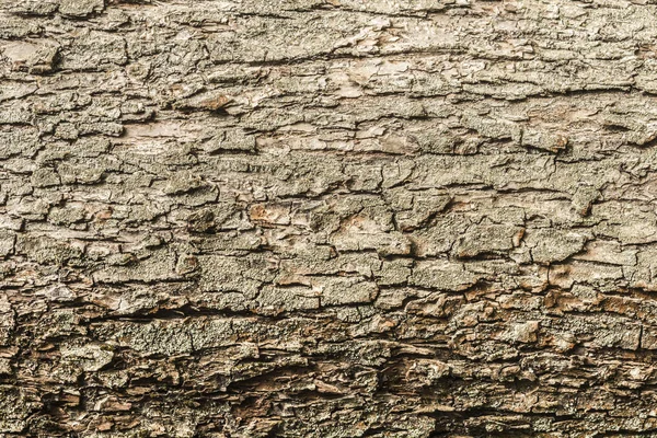 Texture Bark Old Apple Tree Close Abstract Background — Stock Photo, Image
