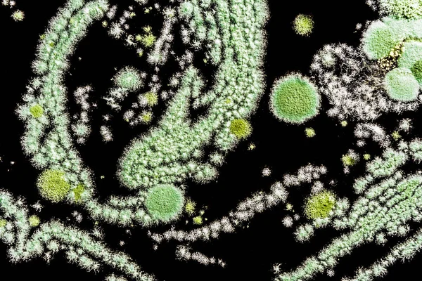 成形キノコによって作成された抽象的なイラストを黒の背景に緑かびクローズ アップ生物学の背景 — ストック写真