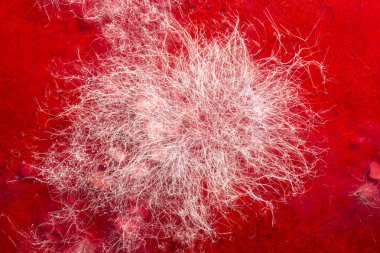 Gıda kalıp kırmızı içecek, gıda, Mikrobiyoloji makro arka plan, seçici odak mantar geliştirme