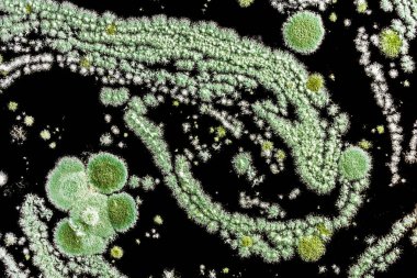 siyah bir arka plan kalıp bir mantar tarafından oluşturulan soyut illüstrasyon yeşil küf yakın çekim biyoloji arka plan