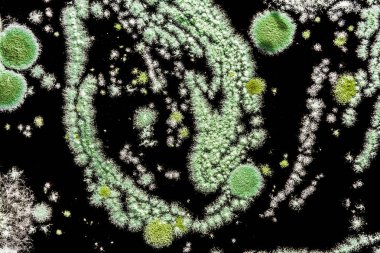 siyah bir arka plan kalıp bir mantar tarafından oluşturulan soyut illüstrasyon yeşil küf yakın çekim biyoloji arka plan