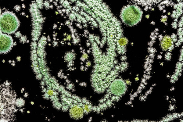 зеленая плесень на черном фоне, абстрактная иллюстрация, созданная грибным грибом крупным планом, биологический фон
