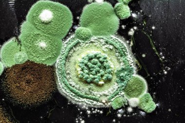 green yellow round fungal mold on a heterogeneous black surface, macro science abstract background clipart