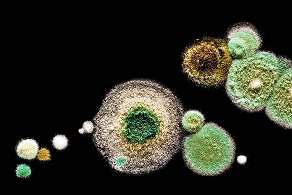 зеленый желтый круглый грибковая плесень на гетерогенной черной поверхности, макронауки абстрактный фон
