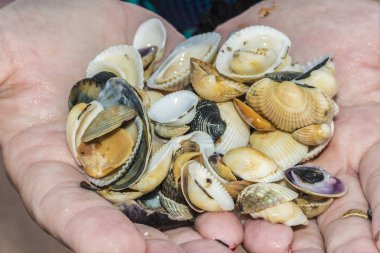 deniz kabuklarını kadın ellerinde ıslak, arka plan