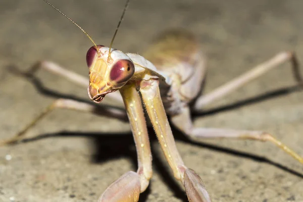 Das Insekt Europäische Gottesanbeterin Der Nacht Nahaufnahme Wilde Natur Hintergrund — Stockfoto