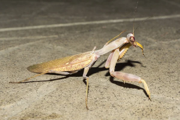 Das Insekt Europäische Gottesanbeterin Der Nacht Nahaufnahme Wilde Natur Hintergrund — Stockfoto