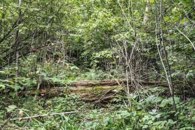 vahşi ormanda ölü eski ağaç yatıyor, zaman akşam bir büyük ağaç çürük yaban hayatı kutsal kırık bagajında erken sonbahar, Doğa arka plan
