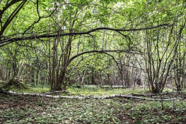vahşi orman çok ağaç ile bir ağaç dalı taklit bir kemer, Doğa arka plan