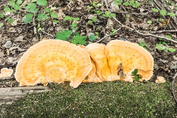 Cogumelos Madeira Laranja Crescem Tronco Uma Árvore Morta Close Natureza — Fotografia de Stock