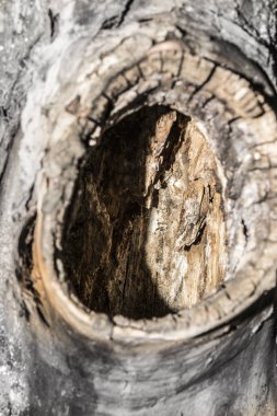 bir elma ağacı, yakın çekim arka plan, seçici odak bagajında içi boş